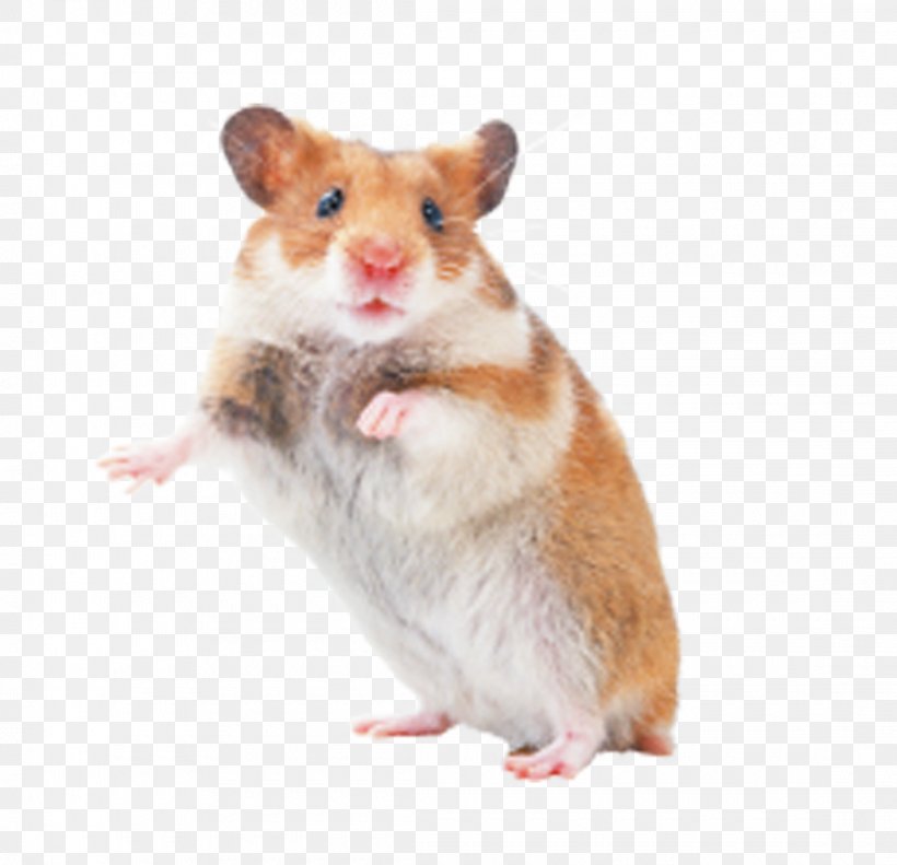 Hamster Rat Mouse Rodent Pet, PNG, 2220x2143px, Hamster, Cage, Cat, Dog, Fancy Rat Download Free