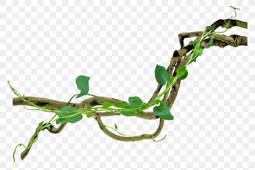 Plant Stem Twig Plants Biology Science, PNG, 1920x1280px, Plant Stem, Biology, Plant Structure, Plants, Science Download Free