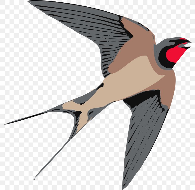 Swallow Bird Clip Art, PNG, 800x800px, Swallow, Barn Swallow, Beak, Bird, Bird Flight Download Free