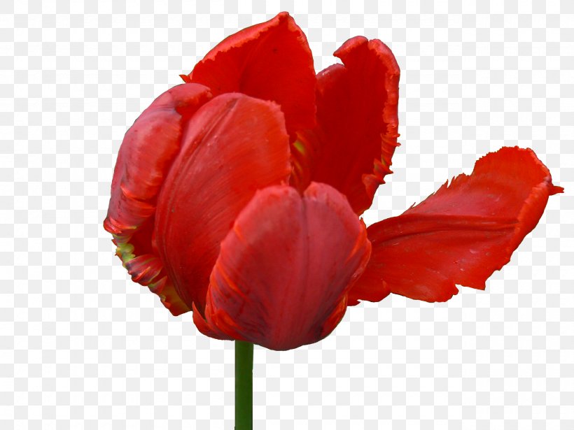 Black Tulip Flower, PNG, 2560x1920px, Tulip, Black Tulip, Flower, Flowering Plant, Liliaceae Download Free