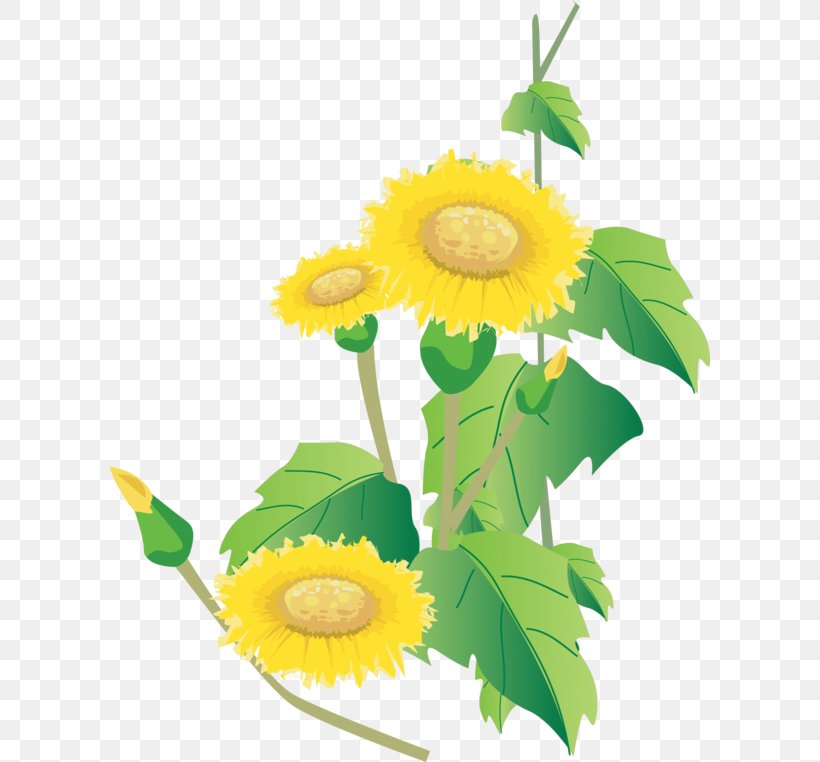 Common Sunflower Vector Graphics Image Clip Art, PNG, 600x762px, Common Sunflower, Baner, Cut Flowers, Daisy, Daisy Family Download Free