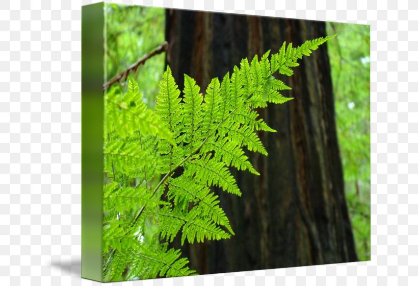 Redwood National And State Parks Fern Tree Vascular Plant Coast Redwood, PNG, 650x560px, Redwood National And State Parks, Art, Branch, Coast Redwood, Fern Download Free
