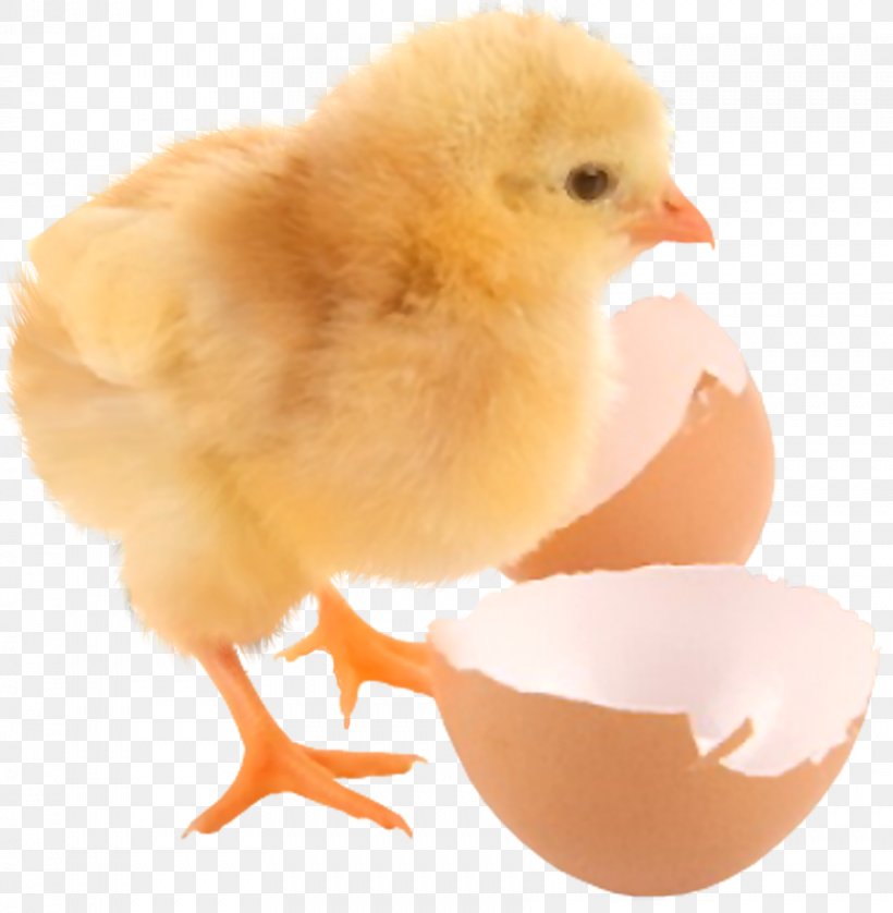 Chicken Eggshell Kifaranga Information, PNG, 861x880px, Chicken, Animal, Beak, Bird, Chick Sexing Download Free