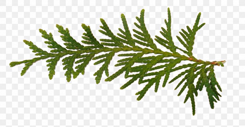 Fir Christmas Day Spruce Pine, PNG, 1926x999px, Fir, American Larch, Branch, Canadian Fir, Caulerpa Download Free