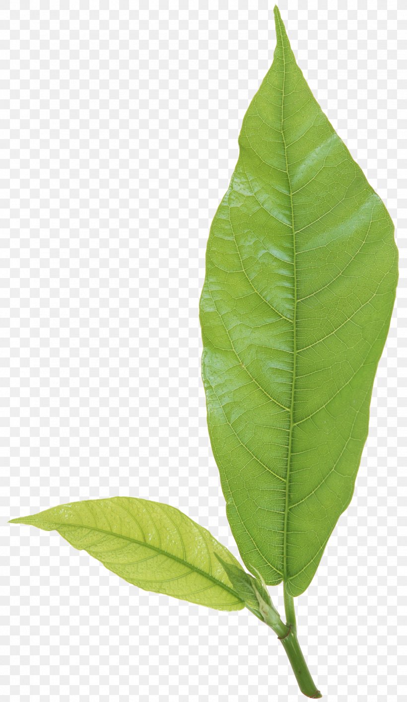 Leaf Plant Stem Branch, PNG, 1530x2640px, Leaf, Branch, Calligraphy, Flora, Green Download Free