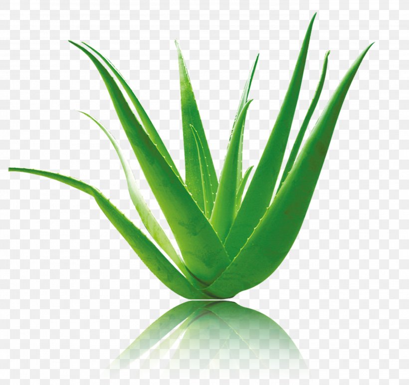 Aloe Vera Green, PNG, 2783x2622px, Aloe Vera, Agave, Aloe, Color, Flowering Plant Download Free
