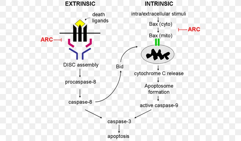 Apoptosis And Cancer Cell Protein Mitochondrion, PNG, 556x480px, Apoptosis, Area, Cell, Cell Death, Chemical Compound Download Free