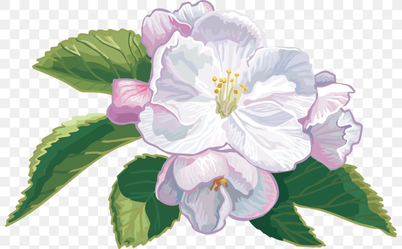 Blossom Cape Jasmine Apples Flower Clip Art, PNG, 800x507px, Blossom, Apples, Branch, Cape Jasmine, Color Download Free