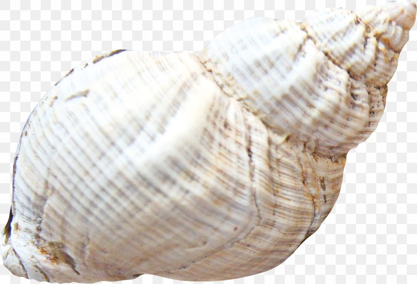 Cockle Seashell Sea Snail Clip Art, PNG, 2083x1419px, Cockle, Albom, Animal Product, Clam, Clams Oysters Mussels And Scallops Download Free