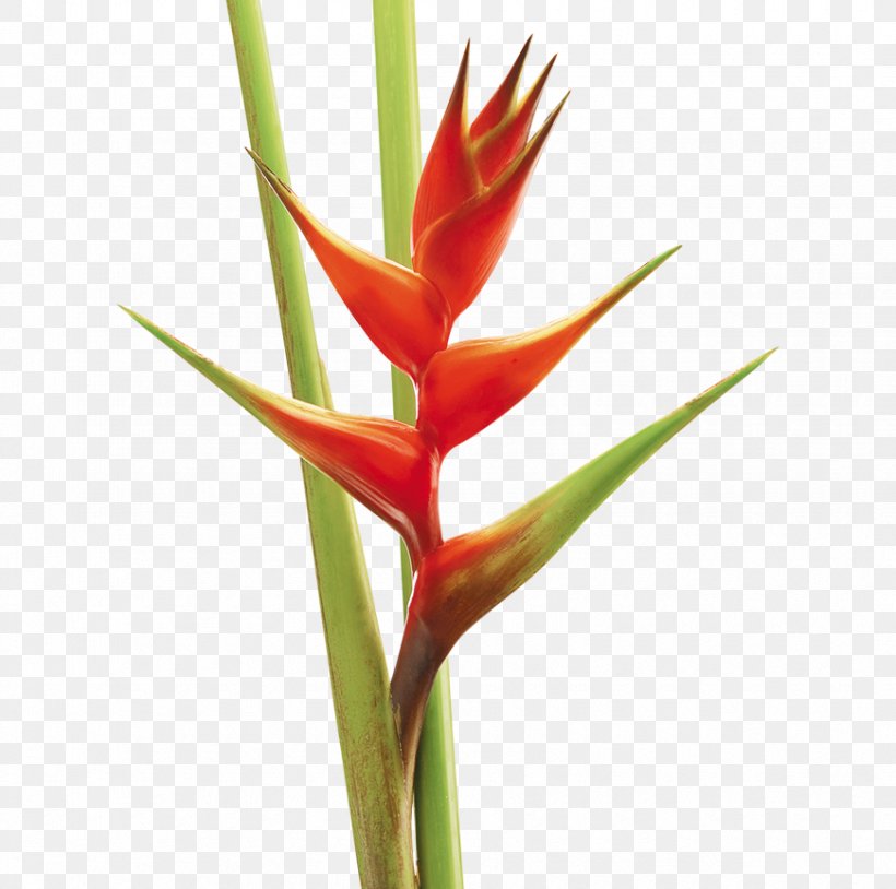 Colombia Lobster-claws Cut Flowers Plant, PNG, 870x864px, Colombia, Bird Of Paradise Flower, Bud, Cut Flowers, Flower Download Free