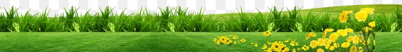 Lawn Grass Download, PNG, 1920x250px, Lawn, Biome, Bluegrass, Chrysopogon Zizanioides, Commodity Download Free