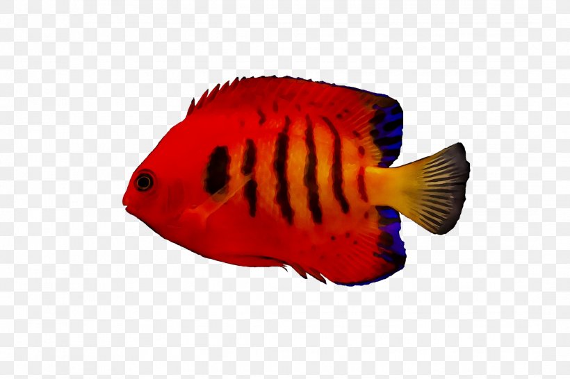 Marine Biology Fish RED.M, PNG, 2169x1446px, Marine Biology, Biology, Bonyfish, Butterflyfish, Fish Download Free