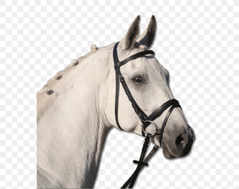 Pony Bridle Cob Equestrian Horse Tack, PNG, 567x648px, Pony, Bit, Bitless Bridle, Bridle, Cob Download Free