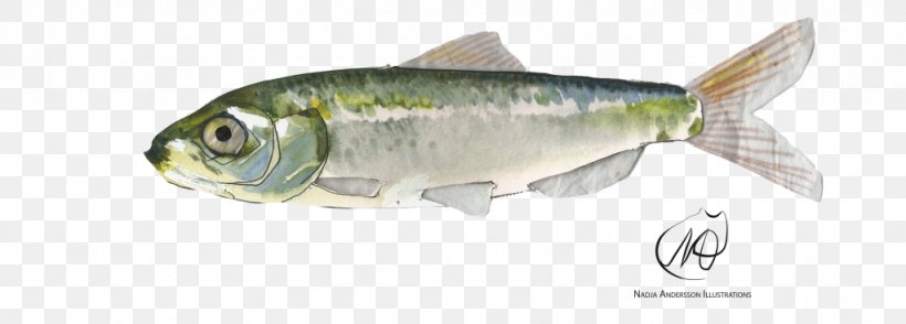 Sardine Herring Perch Oily Fish Fish Products, PNG, 1024x368px, Sardine, Anchovy, Animal Figure, Atlantic Herring, Atlantic Mackerel Download Free