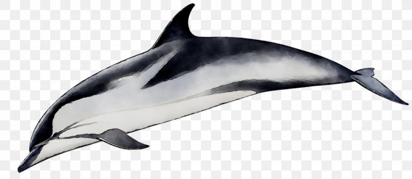 Spinner Dolphin Short-beaked Common Dolphin Common Bottlenose Dolphin Striped Dolphin Tucuxi, PNG, 2265x988px, Spinner Dolphin, Blue Whale, Bottlenose Dolphin, Cetacea, Common Bottlenose Dolphin Download Free