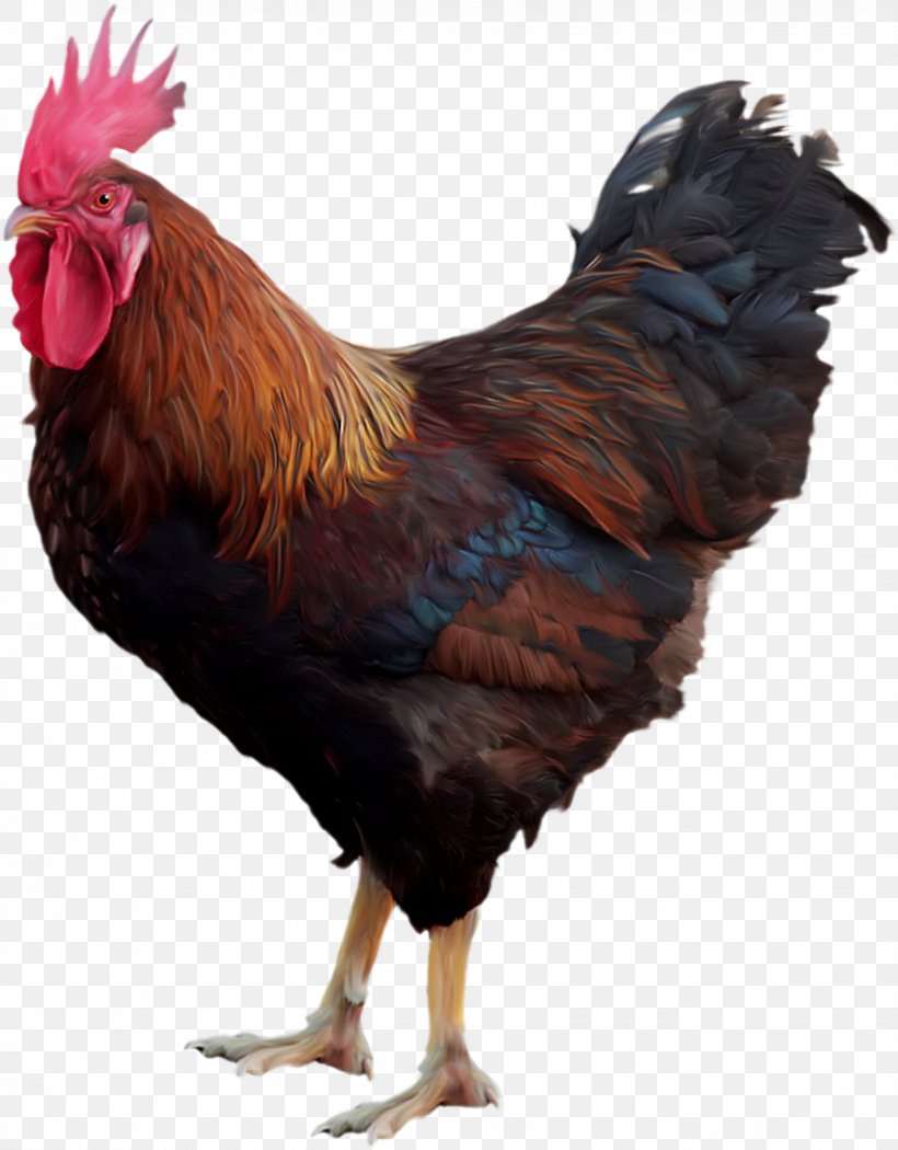 Chicken Rooster Clip Art, PNG, 1226x1570px, Chicken, Beak, Bird, Chickens As Pets, Digital Image Download Free