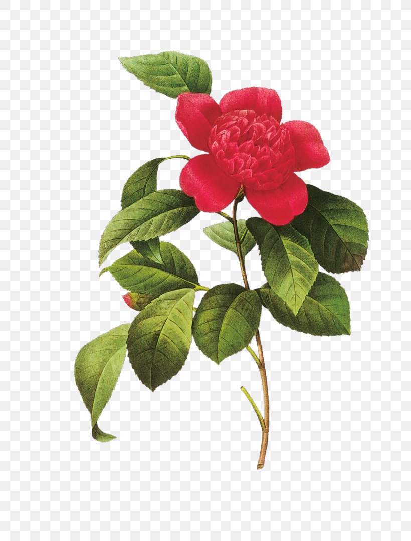 Choix Des Plus Belles Fleurs Flowers Japanese Camellia Botanical Illustration, PNG, 771x1080px, Choix Des Plus Belles Fleurs, Art, Botanical Illustration, Botany, Cabbage Rose Download Free