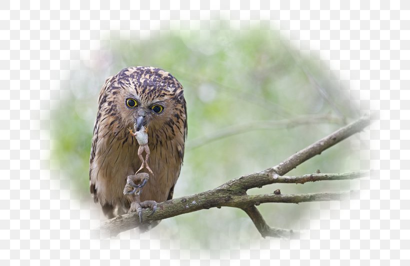 Eurasian Eagle-owl Bird Desktop Wallpaper Desktop Metaphor, PNG, 800x533px, Owl, Animal, Beak, Bird, Bird Of Prey Download Free