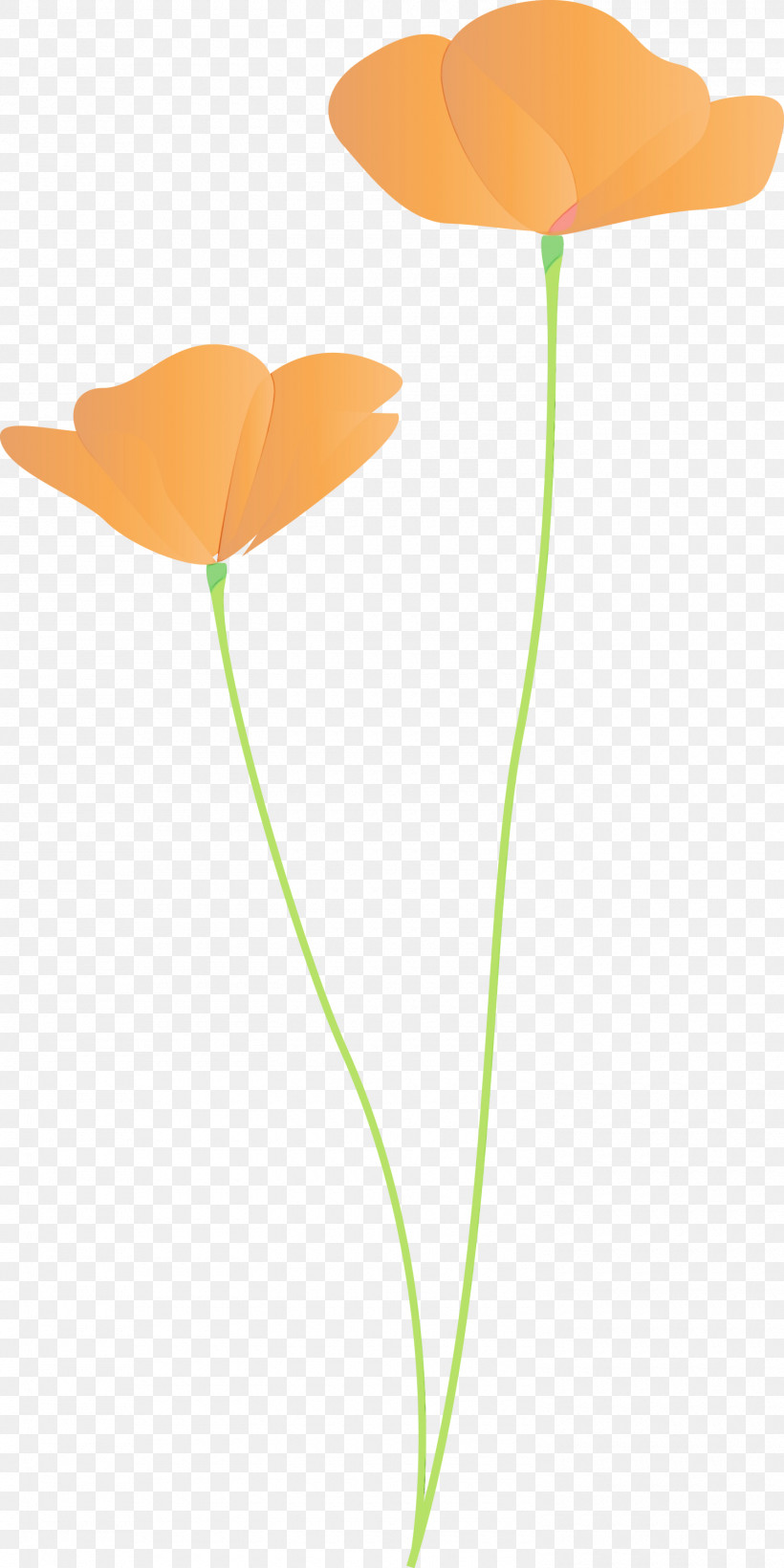 Orange, PNG, 1500x3000px, Poppy Flower, Anthurium, Coquelicot, Flower, Leaf Download Free