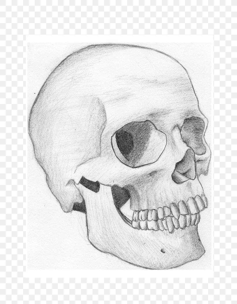 Snout Jaw Mouth Sketch, PNG, 744x1052px, Snout, Black And White, Bone, Drawing, Head Download Free