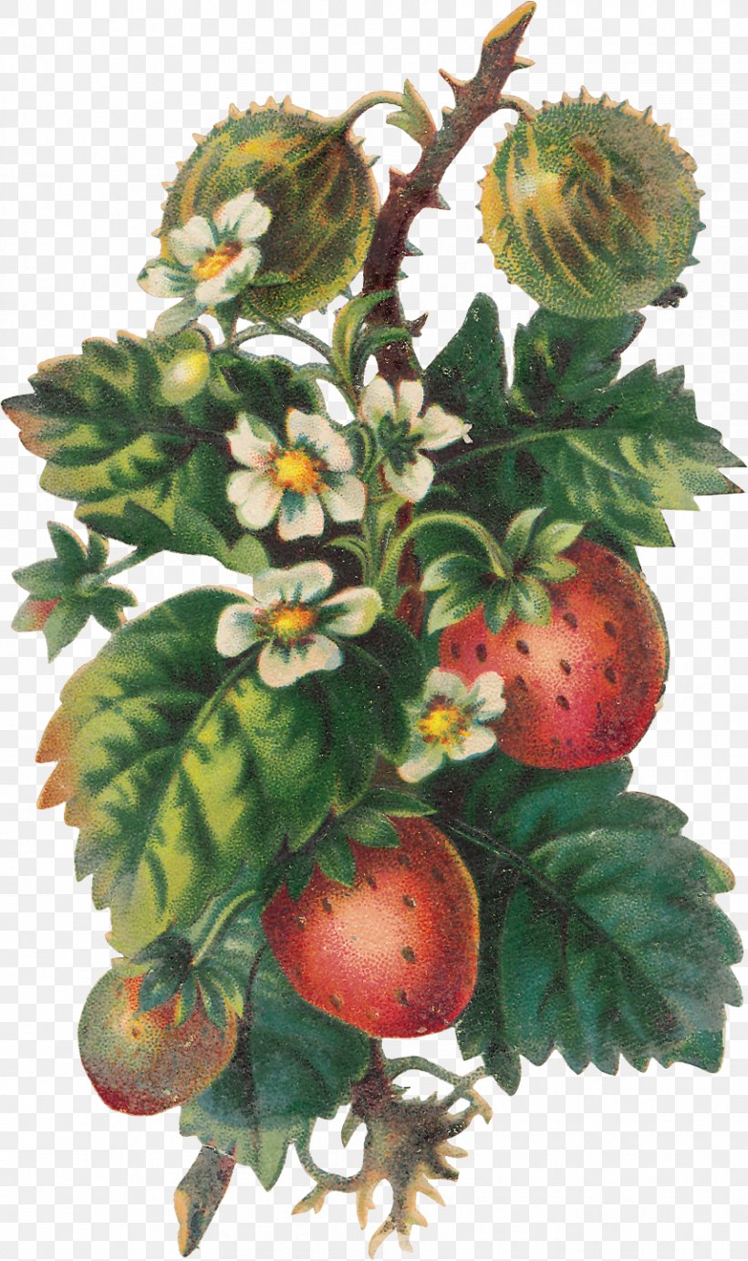 Strawberry Fruit Food Clip Art, PNG, 855x1441px, Strawberry, Berry, Flowering Plant, Food, Fragaria Download Free
