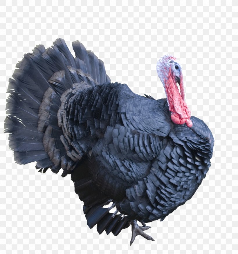 Turkey Meat Clip Art, PNG, 1280x1363px, Turkey, Beak, Bird, Domesticated Turkey, Feather Download Free