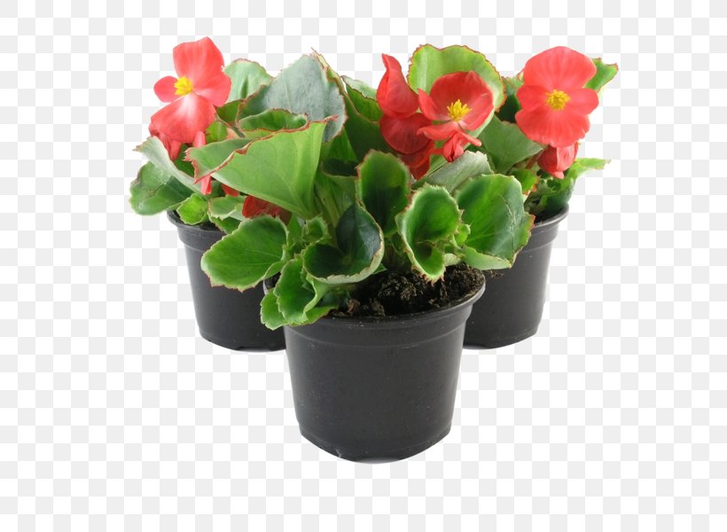 Wax Begonia Houseplant Elatior Begonia Annual Plant, PNG, 800x600px, Wax Begonia, Annual Plant, Artificial Flower, Begonia, Elatior Begonia Download Free