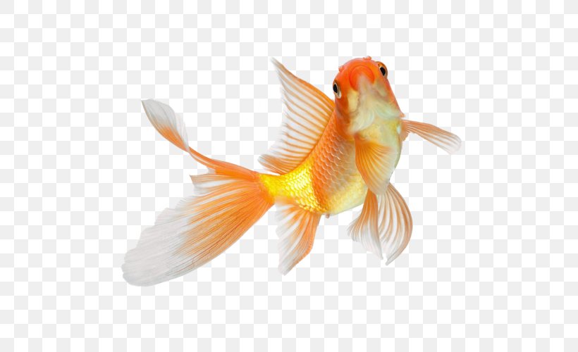Orange, PNG, 500x500px, Fish, Bonyfish, Feeder Fish, Fin, Goldfish Download Free