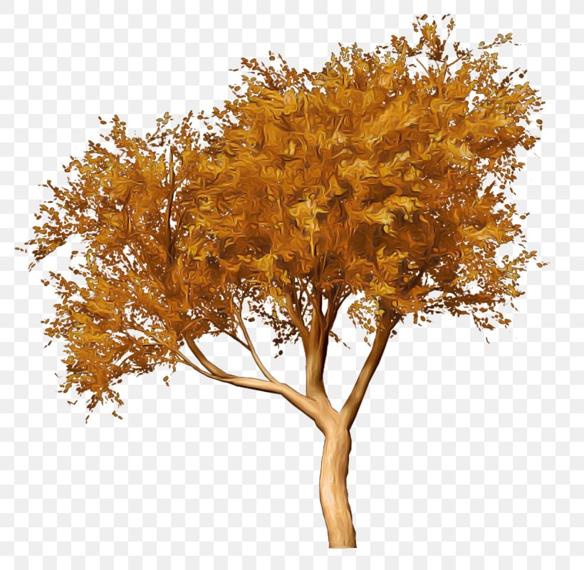 Orange, PNG, 800x800px, Tree, Amber, Branch, Leaf, Maple Download Free