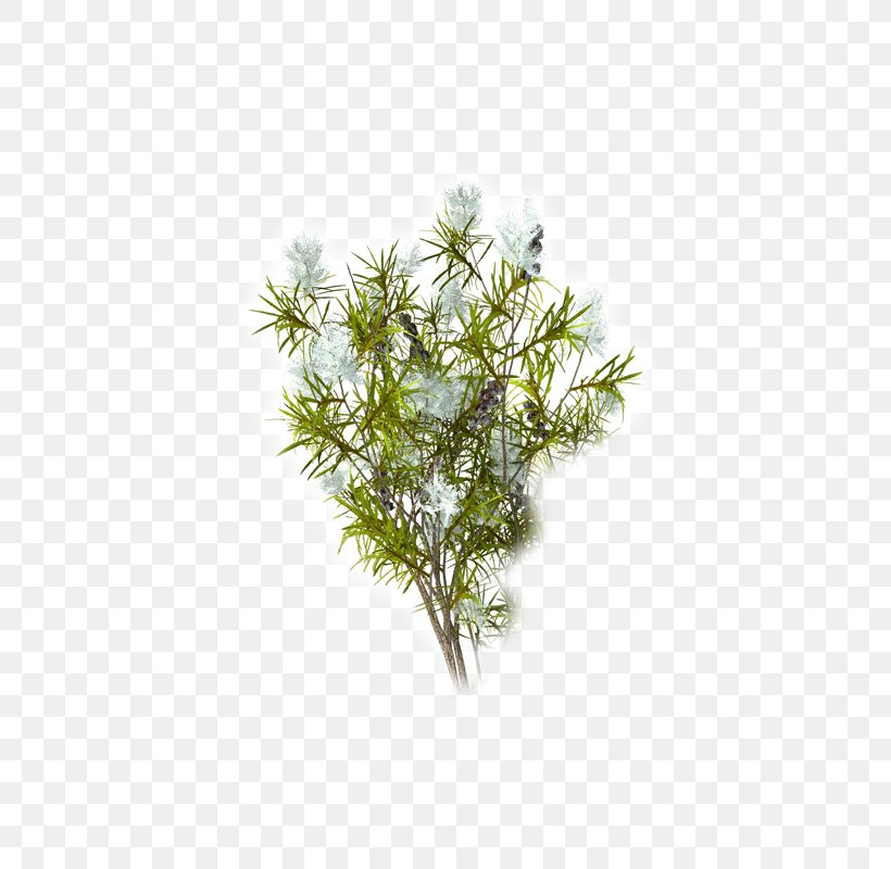 Tea Tree Oil Narrow-leaved Paperbark Camellia Sinensis Essential Oil, PNG, 800x800px, Tea, Aroma Compound, Aromatherapy, Branch, Cajeput Oil Download Free