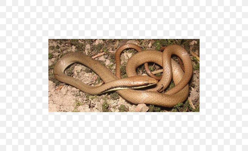Boa Constrictor Kingsnakes Elapid Snakes Colubrid Snakes, PNG, 500x500px, Boa Constrictor, Animal, Boas, Colubrid Snakes, Colubridae Download Free
