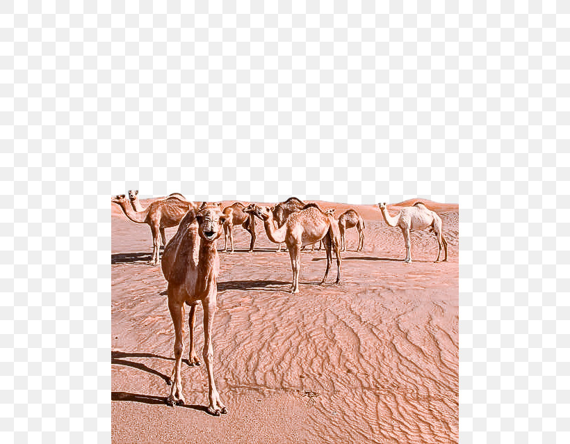 Camel Camelid Herd Arabian Camel Natural Environment, PNG, 500x638px, Camel, Arabian Camel, Camelid, Desert, Ecoregion Download Free