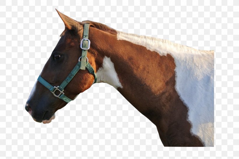Halter Stallion Horse Harnesses Bridle Rein, PNG, 900x602px, Halter, Bridle, Credit, Horse, Horse Harness Download Free