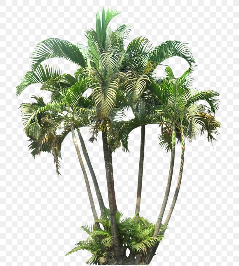 Palm Trees Clip Art Small Canary Island Date Palm, PNG, 733x913px, Palm Trees, Areca Palm, Arecales, Attalea Speciosa, Borassus Flabellifer Download Free