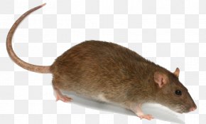 Rat Transparent Image - Brown Rat Rodent Mouse Trapping PNG
