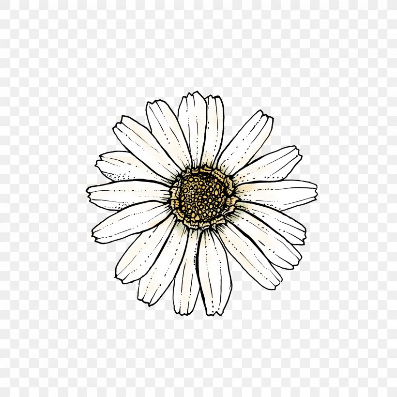 Flowers Background, PNG, 2000x2000px, Common Daisy, African Daisy, Aster, Asterales, Barberton Daisy Download Free