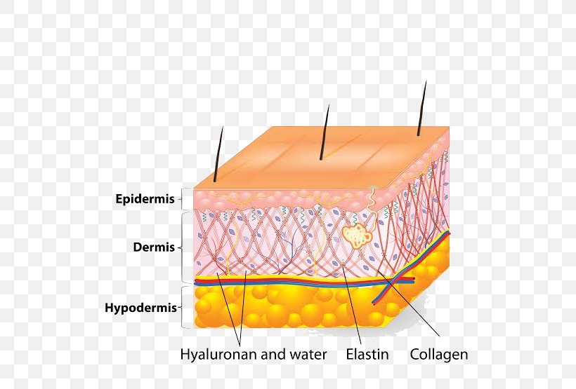 Human Skin Cell Ageing Elastin, PNG, 555x555px, Human Skin, Adipocyte, Ageing, Antiaging Cream, Cell Download Free