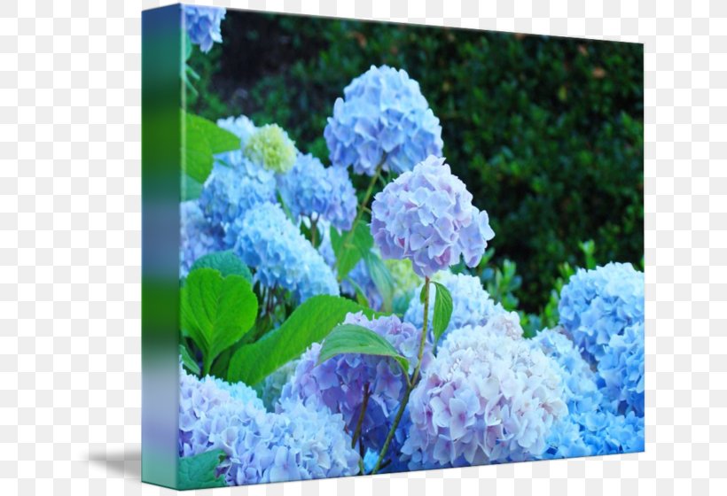 Hydrangea Name Tag Sticker Envelope Label, PNG, 650x560px, Hydrangea, Address, Annual Plant, Badge, Blue Download Free