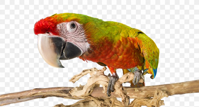 Macaw Parakeet Beak Feather Pet, PNG, 1024x554px, Macaw, Animal, Beak, Bird, Common Pet Parakeet Download Free
