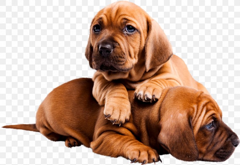 Puppy Tosa Bloodhound Dog Breed, PNG, 850x584px, Puppy, Animal, Bloodhound, Breed, Broholmer Download Free