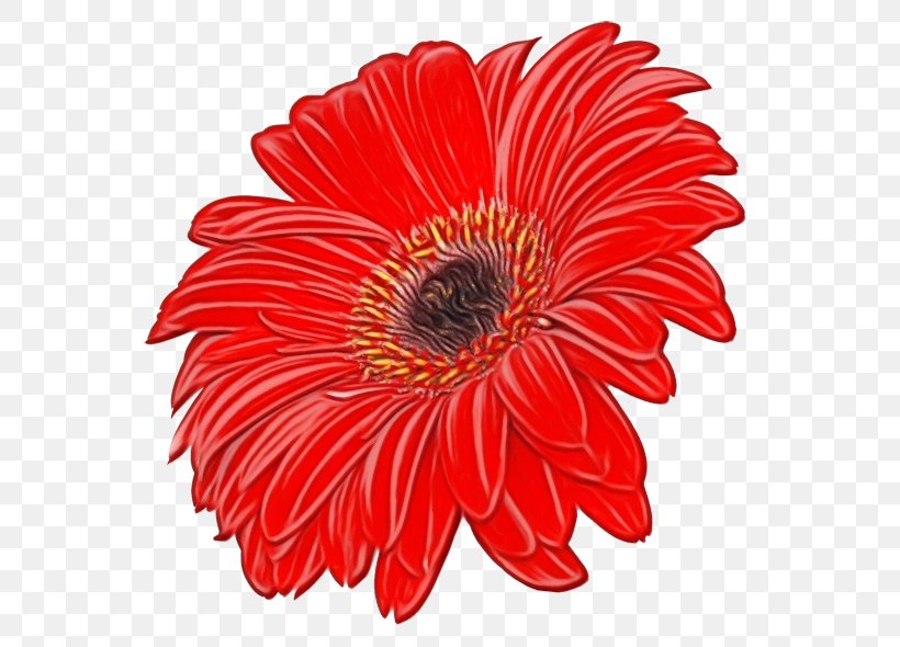 Red Watercolor Flowers, PNG, 700x590px, Watercolor, Asterales, Barberton Daisy, Common Daisy, Cut Flowers Download Free