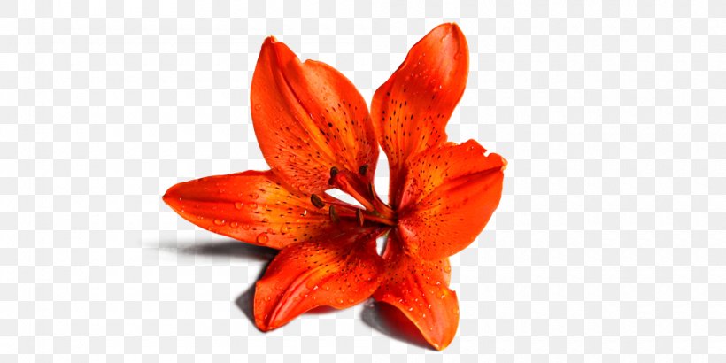 Lilium Flower Giovane Vita, PNG, 1000x500px, Lilium, Amaryllis Belladonna, Cut Flowers, Flower, Flowering Plant Download Free