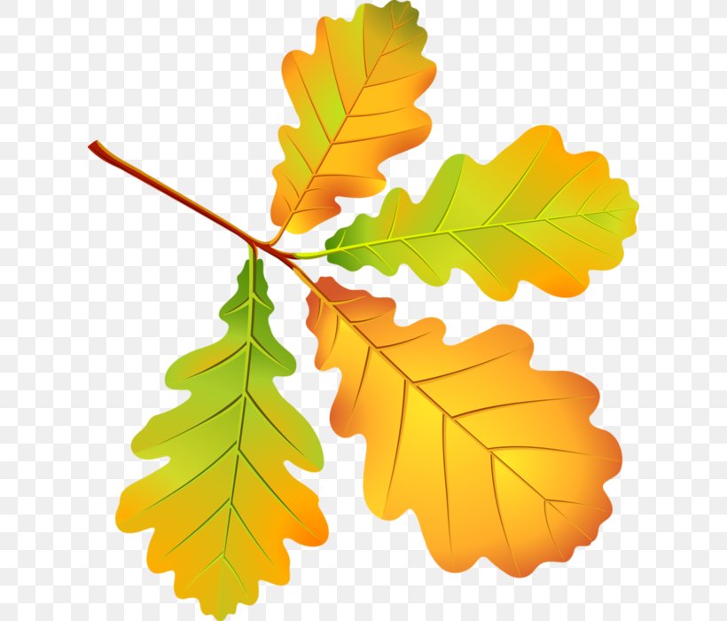 Leaf Autumn Leaves Oak Clip Art, PNG, 622x700px, Leaf, Autumn, Autumn Leaves, Branch, Cdr Download Free
