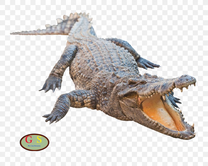Nile Crocodile American Alligator Crocodiles Clipping Path American Crocodile, PNG, 1000x800px, Nile Crocodile, Alligator, American Alligator, American Crocodile, Clipping Download Free