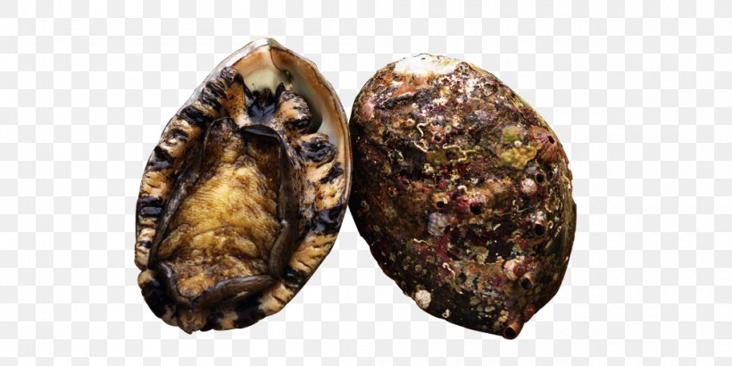 Clam Mussel Sea Cucumber As Food Oyster Abalone, PNG, 1000x500px, Clam, Abalone, Animal Source Foods, Clams Oysters Mussels And Scallops, Fish Download Free