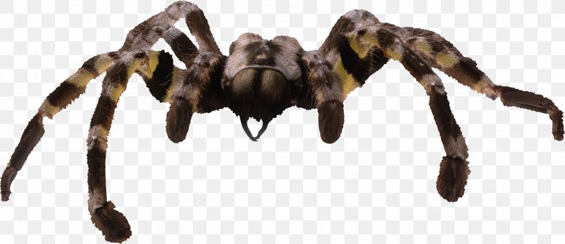 Spider Silk Tarantula Spider Web Clip Art, PNG, 2878x1243px, Spider, Animal Figure, Arachnid, Arthropod, Goliath Birdeater Download Free