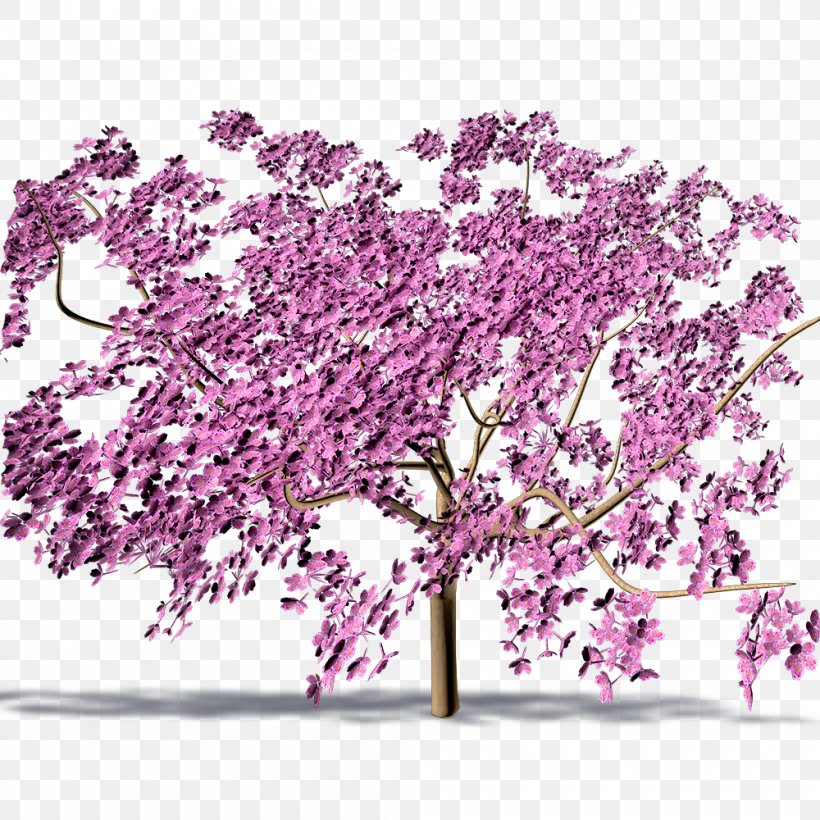 Cherry Blossom ST.AU.150 MIN.V.UNC.NR AD, PNG, 1000x1000px, Cherry Blossom, Blossom, Branch, Cherry, Flower Download Free