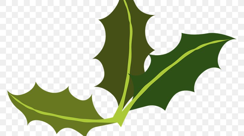 Clip Art Common Holly Yaupon Holly Image Free Content, PNG, 772x456px, Common Holly, American Holly, Botany, Christmas Day, Flower Download Free