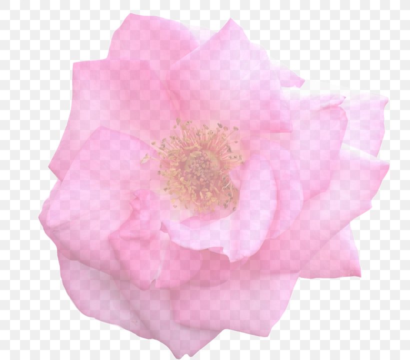 Garden Roses Cabbage Rose Stock.xchng Flower Floribunda, PNG, 740x720px, Garden Roses, Cabbage Rose, Cut Flowers, Floribunda, Flower Download Free