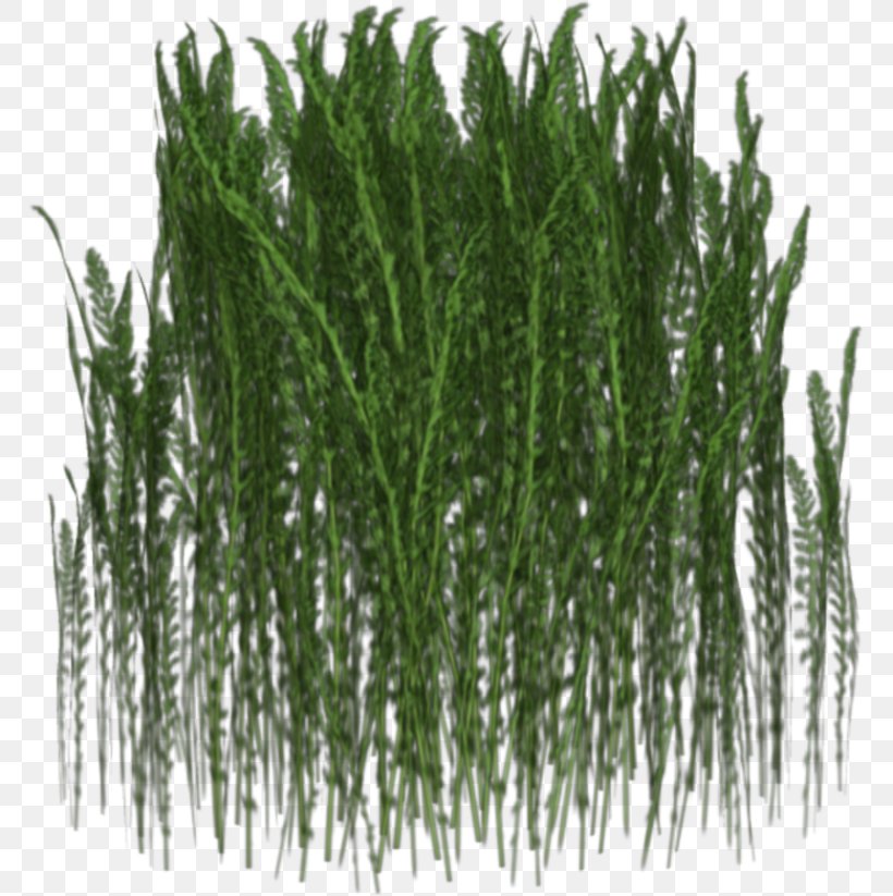 Grass Clip Art, PNG, 769x823px, 3d Computer Graphics, Grass, Evergreen, Ferns And Horsetails, Grass Family Download Free